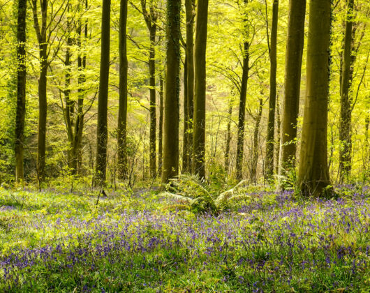 1forest.jpg
