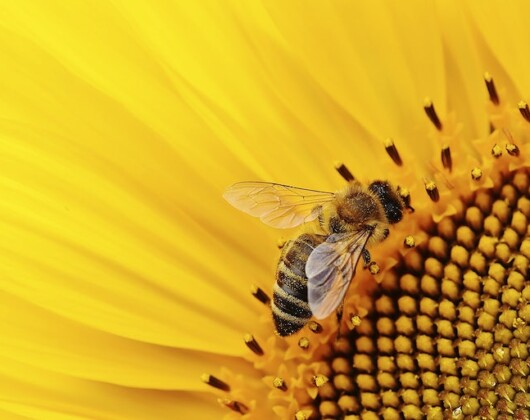 Image of a bee