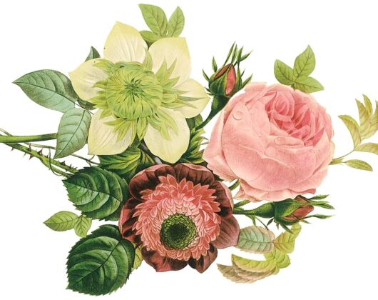 redoute_flowers01.jpg
