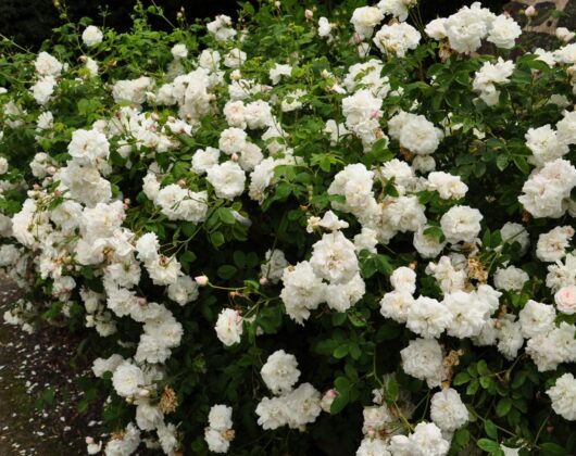 white_roses-_bosworth_battlefield_-9652.jpg